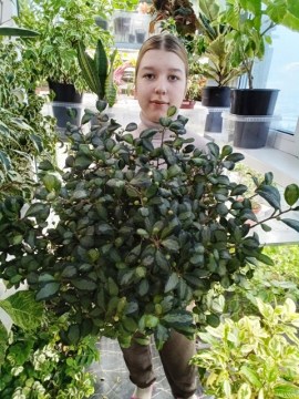Фикус Диверсифолия вариегатная